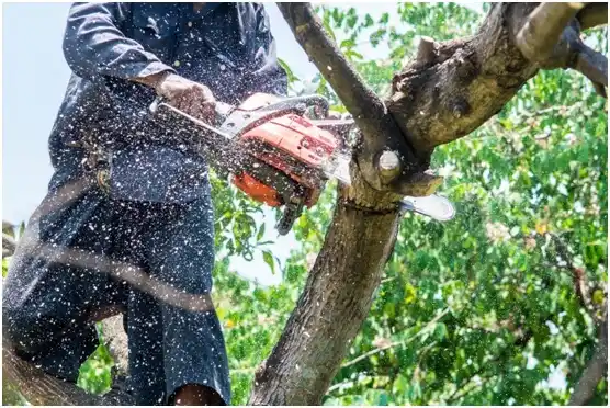 tree services County Center